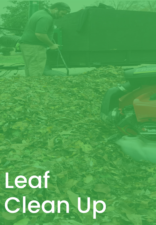 Leaf Clean Up